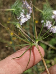 Leptosiphon montanus