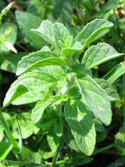 Cerastium holosteoides