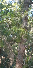 Melaleuca linariifolia