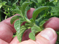 Cerastium holosteoides