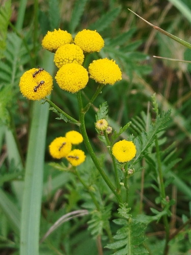 tansy
