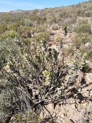 Gomphocarpus cancellatus, photograph (c) Marianne Le Roux, some rights reserved (CC BY)