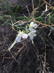 Nerisyrenia linearifolia