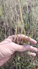 Plantago salsa, photograph (c) Andrew Bazdyrev, some rights reserved (CC BY)