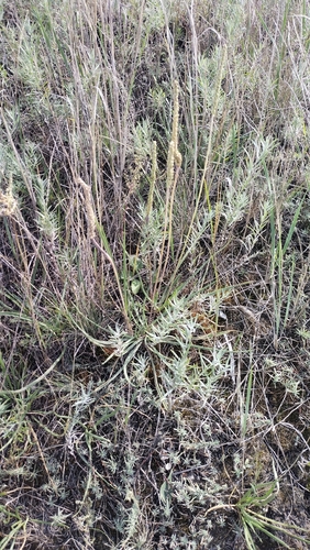 Plantago salsa, photograph 3