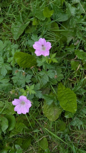 Geranium endressii, photograph 5
