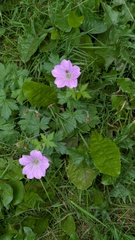 Geranium endressii, photograph (c) guywallbanks, some rights reserved (CC BY)