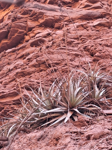 Deuterocohnia longipetala, photograph 1