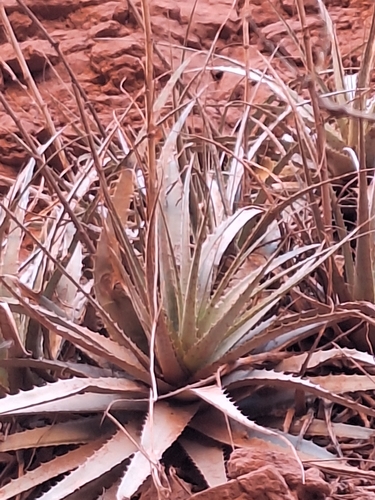 Deuterocohnia longipetala, photograph 2