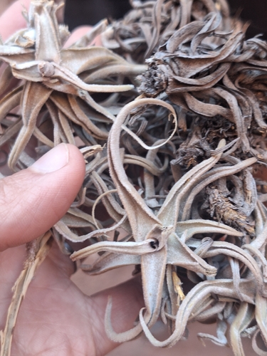 Tillandsia duratii, photograph 6