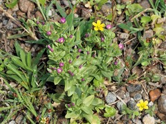 Centaurium japonicum