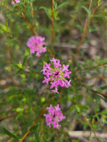 Pimelea rosea, photograph 2