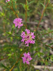 Pimelea rosea, photograph author not stated, no rights reserved