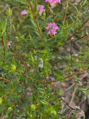 Pimelea rosea, photograph author not stated, no rights reserved