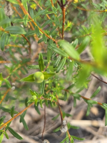 Pimelea rosea, photograph 4