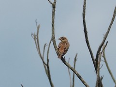 Emberiza rutila