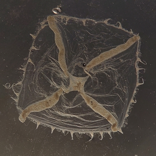 Phialopsis diegensis