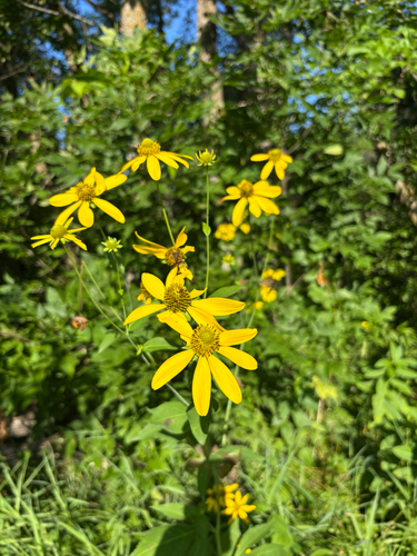 cutleaf coneflower