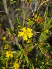 Hibbertia cuneiformis, photograph author not stated, no rights reserved