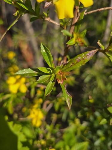 Hibbertia cuneiformis, photograph 4