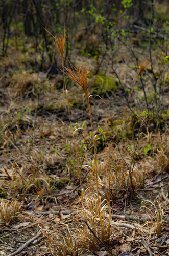 Andropogon glomeratus iNat (3)