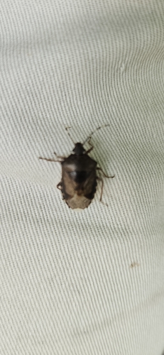 Mottled Stink Bug