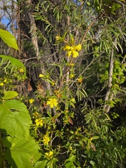 Hibbertia cuneiformis, photograph author not stated, no rights reserved
