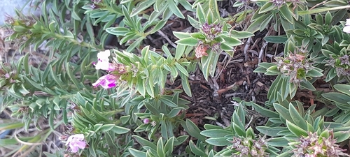 Satureja subspicata