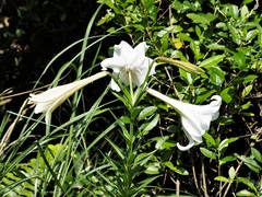 Lilium longiflorum