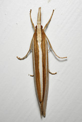 Orocrambus angustipennis