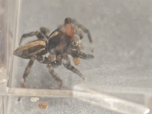 Plexippus setipes