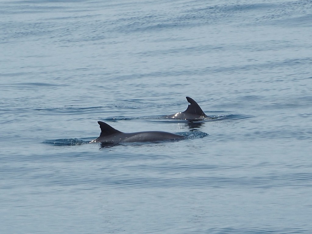 Two pygmy killer whales swimming at the surface