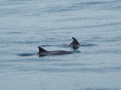 Feresa attenuata