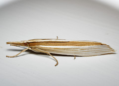 Orocrambus angustipennis