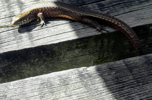 Morelet's Alligator Lizard, Abronia moreletii