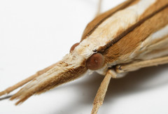 Orocrambus angustipennis