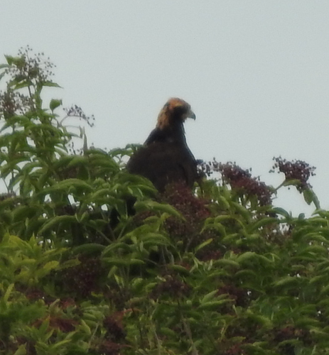 Western Marsh Harrier