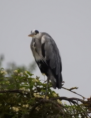 Grey Heron