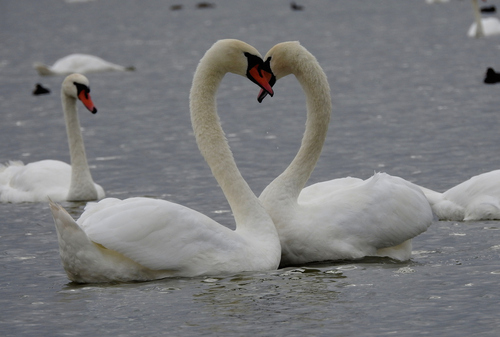 Mute Swan
