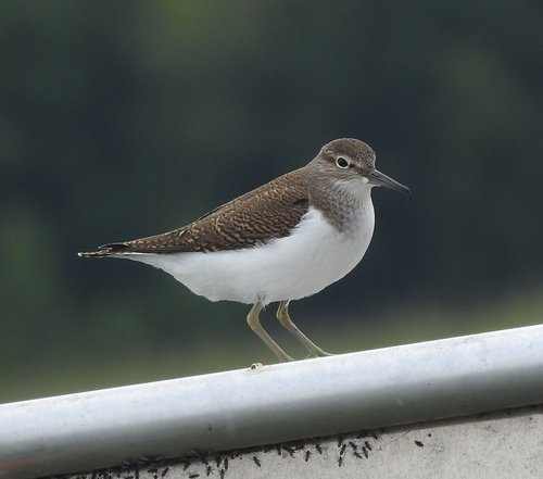 Common Sandpiper