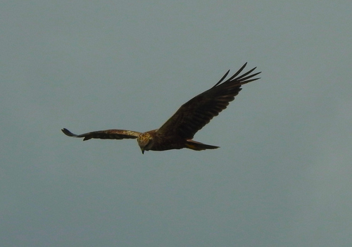 Western Marsh Harrier