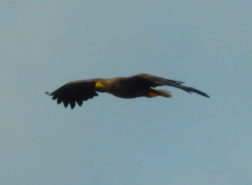 White-tailed Eagle