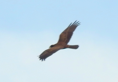 Western Marsh Harrier