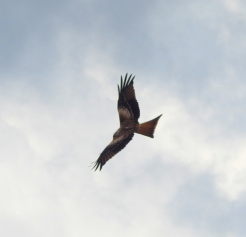 Red Kite