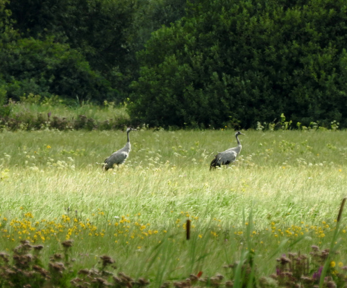 Common Crane