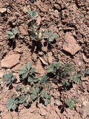 Pediomelum megalanthum