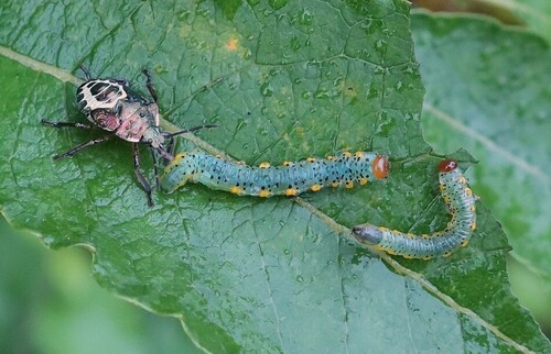 Euura bohemani