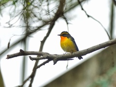 Ficedula