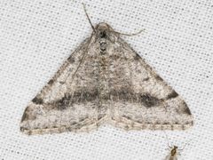 Digrammia pictipennata