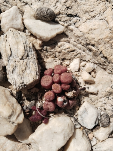 Conophytum truncatum